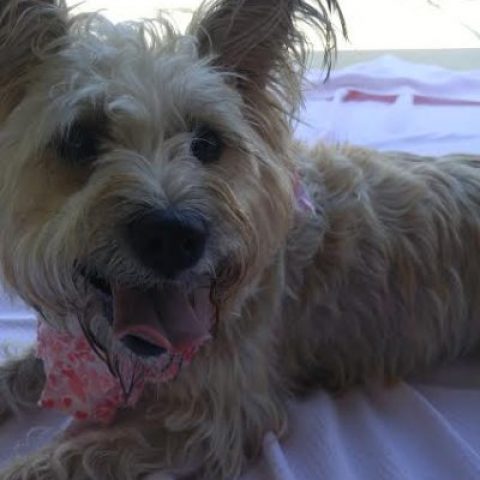Gracie