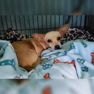 Nala – Paws Place Dog Rescue