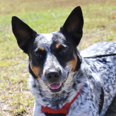 Kali