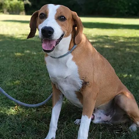 Gus