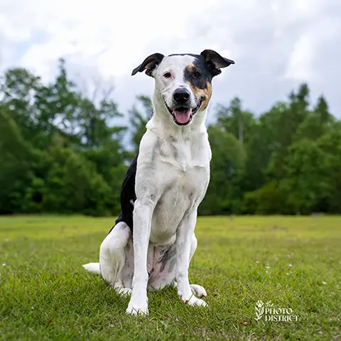 Ziva