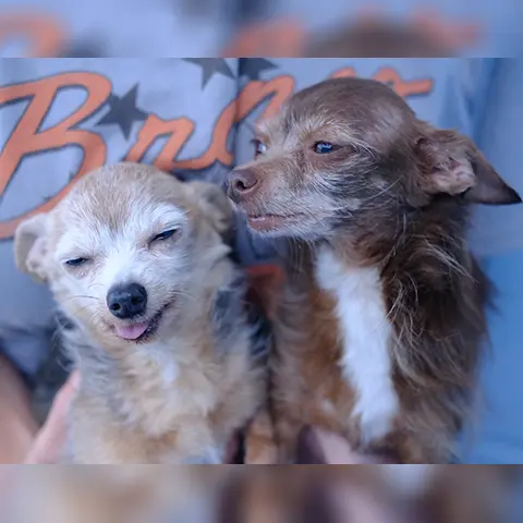 Grammy & Mika (Bonded Pair)