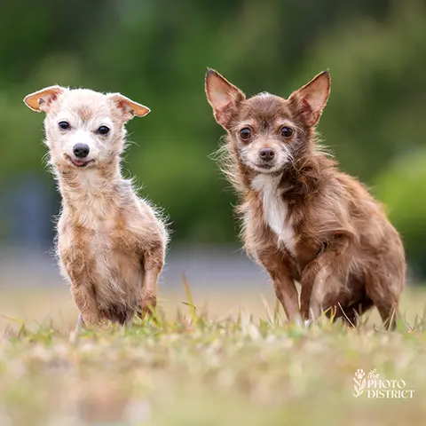 Grammy & Mika (Bonded Pair)