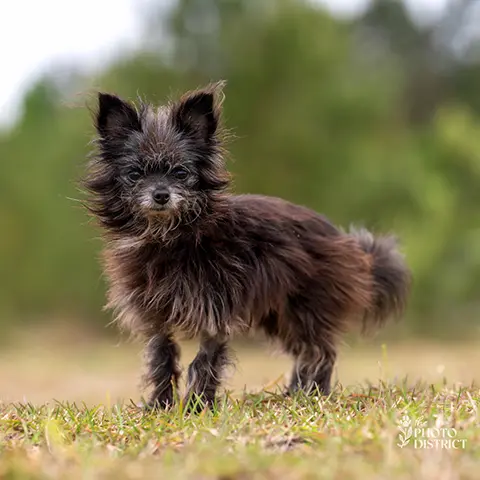 Roo