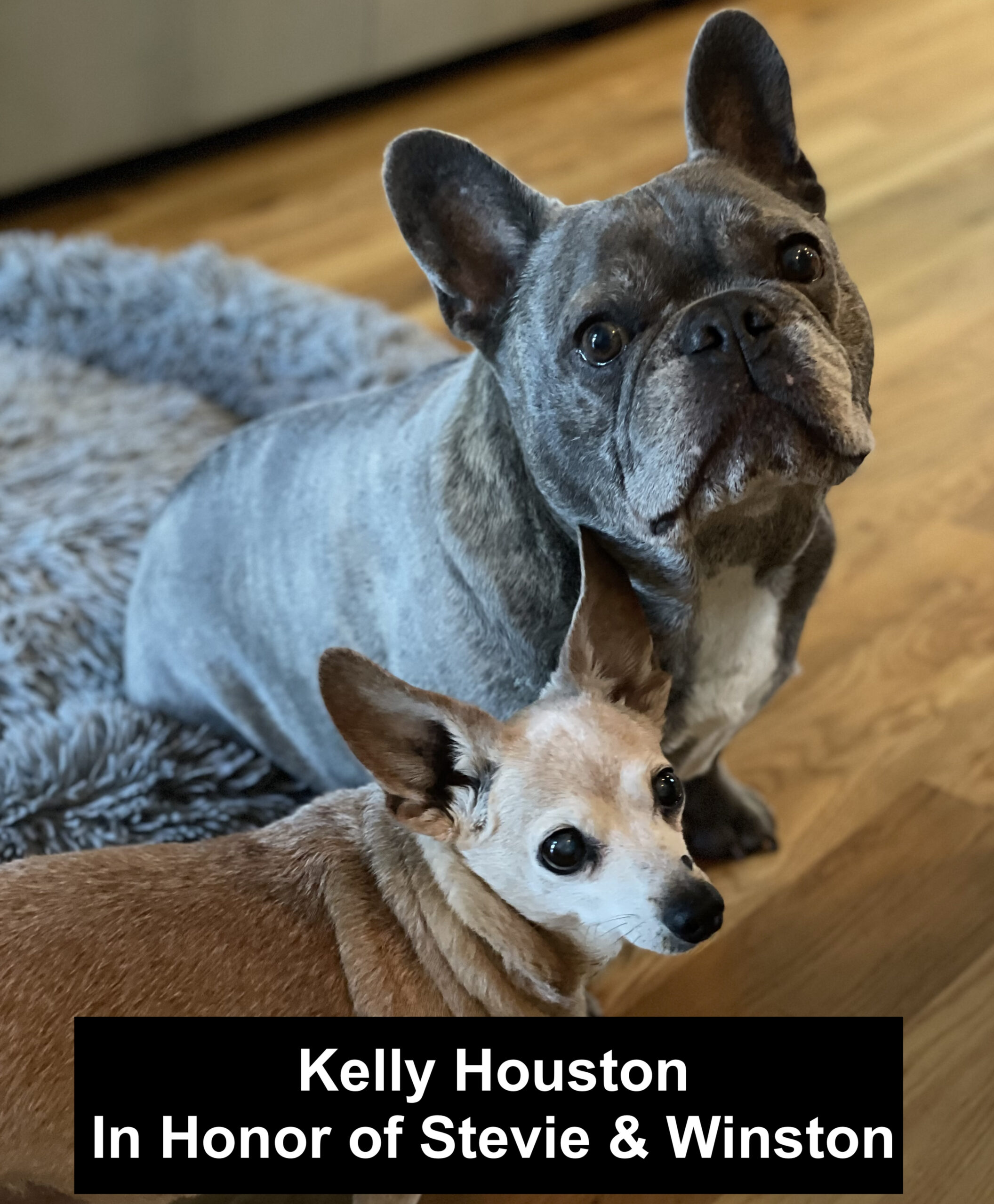 Kelly Houston