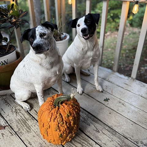 Clark & Scout (BONDED PAIR)