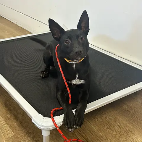 Ralphie